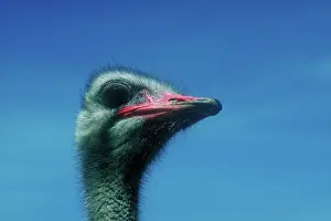 Ostriches: Ostrich head