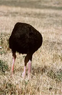 Chris Knights: OSTRICH - head in ground