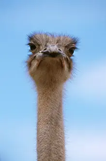Piers Cavendish: OSTRICH - head and neck