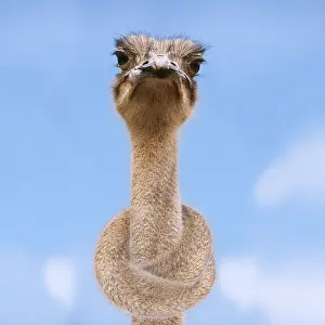 090818: Ostrich - head & neck tied in a knot Ostrich