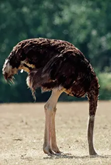 Ostrich: OSTRICH - with head in sand