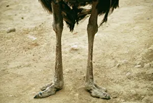 Toes: Ostrich - Legs & feet