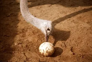 Temperature: OSTRICH - looking / turning egg