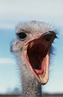 Peter Steyn: OSTRICH - male close-up, mouth open