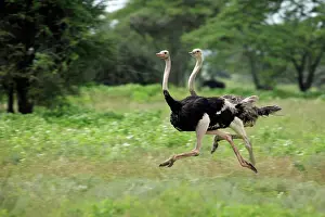 Rich Thomas: Ostrich - male & female running Ndutu Range, Serengeti