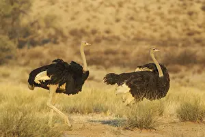 311017: Ostrich - male on the left follows a female with