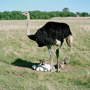 Father: Ostrich - male at nest with eggs & chicks