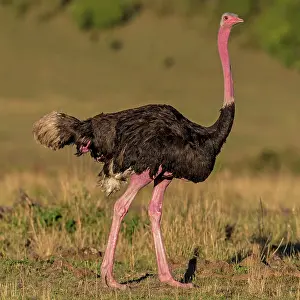 Ostrich male walking across the Mara plains