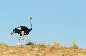 Ostrich: Ostrich. Male. Walking on the ridge of a grass-grown