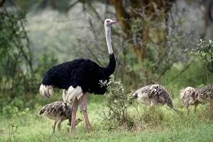 Ostriches: Ostrich male and young