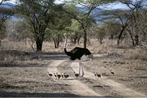 Tracks: OSTRICH - male with young, crossing a track