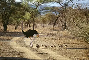 Tracks: OSTRICH - male with young, crossing a track