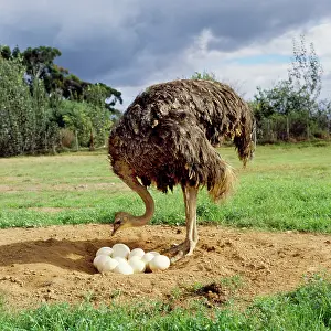 Rungnapa Sasitorn: Ostrich - at nest with eggs