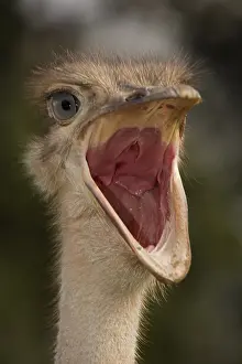 Shock: Ostrich with open mouth, in Kenya, Africa