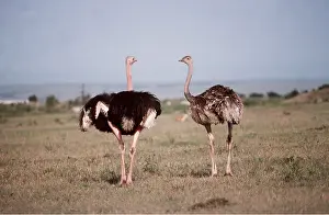 Ostrich: OSTRICH - pair