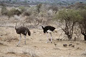 Father: OSTRICH - pair with young chicks