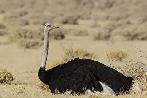 Vigilant: Ostrich - resting male - Etosha National Park, Namibia