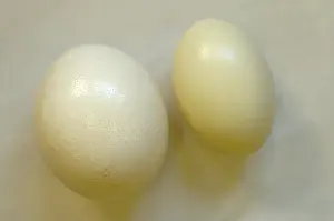 Fertility: Ostrich and Rhea eggs