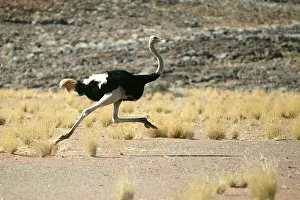 Sequence: Ostrich - running