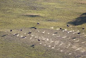 100817: Ostrich - running - aerial view - Okavango Delta