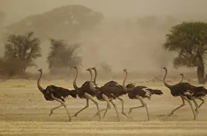 Sandstorm: Ostrich - running females as a sandstorm approaches