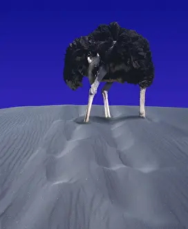 Ostrich: OSTRICH (struthio camelus), ADULT HIDING HEAD IN