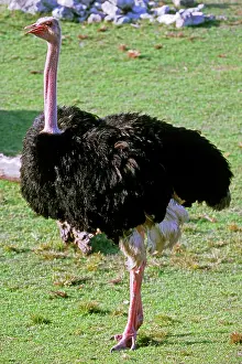 Struthionidae: Ostrich (Struthio camelus camelus)