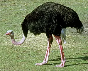 Struthionidae: Ostrich (Struthio camelus camelus)