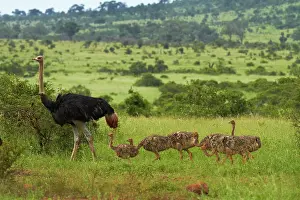 Ostrich: Ostrich (Struthio camelus) and chicks, Kruger