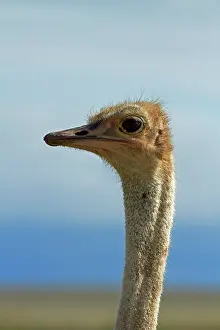 Ostrich: Ostrich (Struthio camelus), Etosha National