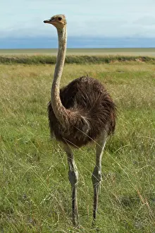 Ostrich: Ostrich (Struthio camelus), Etosha National