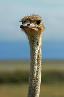 Ostrich: Ostrich (Struthio camelus), Etosha National