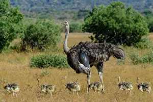 Savannahs: Ostrich (Struthio camelus) female and chicks. Mashatu
