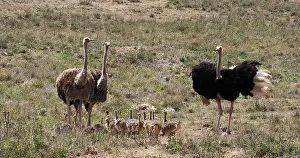 Ostrich: Ostrich (struthio camelus), Male, female and Chi