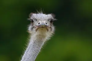Facial: Ostrich (Struthio camelus), portrait afrikanischer