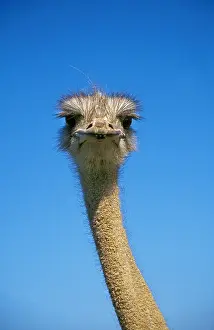 Ostrich: Ostrich (struthio camelus), Portrait of Female