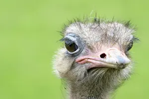Ostrich: Ostrich (Struthio camelus) portrait, Spain, Cab