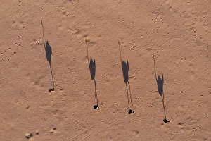 Dryness: Ostrich (Struthio camelus). Roaming a sandy desert plain in