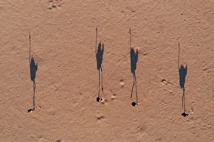 Dryness: Ostrich (Struthio camelus). Roaming a sandy desert plain in