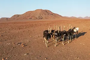 Dryness: Ostrich (Struthio camelus). At a rocky desert plain at the e