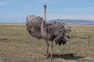 Massai: Ostrich (Struthio camelus) running in a field, Masai