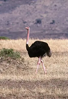 Chris Knights: Ostrich - walking