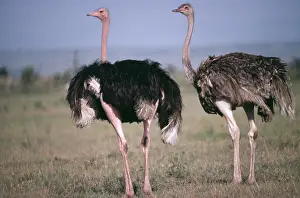Ostrich: OSTRICH - x two