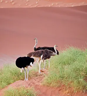 Struthio: Ostriches in the dunes at Sossusvlei, Namib-Nauklift