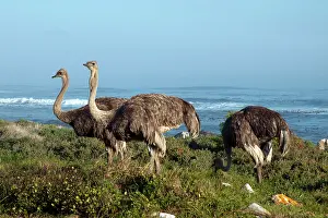Ostriches: Ostriches foraging in fynbos by coast
