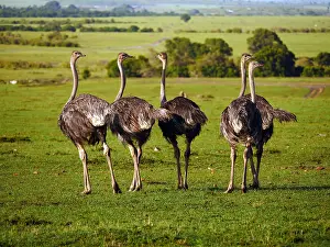 Stefan Meyers: Ostriches in the Masai Mara, Kenya, Africa Ostriches