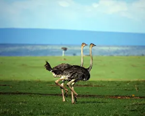 Ostriches: Ostriches in the Masai Mara, Kenya, Africa Ostriches