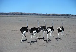 Clem Haagner: OSTRICHES - running on dry pan