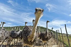 Struthio: Ostriches (Struthio camelus) on a commercial ostrich