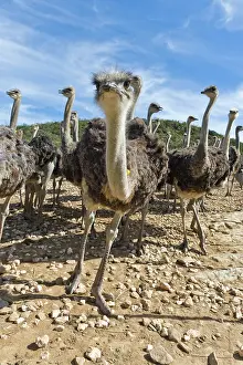 Struthio: Ostriches (Struthio camelus) on a commercial ostrich